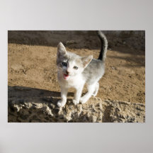 Chaton mignon posters
