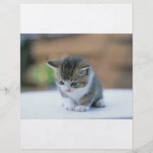 Chaton mignon prospectus en couleur