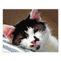 Chaton somnolent photo d’art