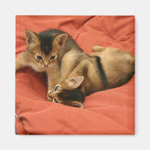 Chatons abyssiniens magnets pour réfrigérateur