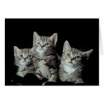 Chatons adorables cartes