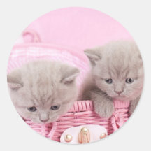 Chatons britanniques de shorthair adhésif