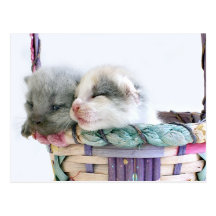 Chatons Cartes Postales