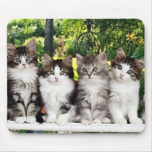 chatons dans le mousepad de jardin tapis de souris