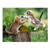 Chatons norvégiens de forêt cartes postales