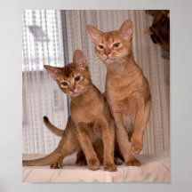 CHATS ABYSSINIENS AFFICHES