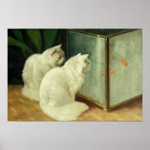 Chats blancs observant le poisson rouge posters