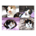 Chats Cartes Postales