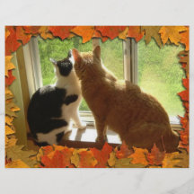 Chats tigrés oranges d'automne prospectus