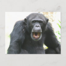 Chimpanzee Postcard