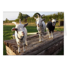 Cheeky Goats Card