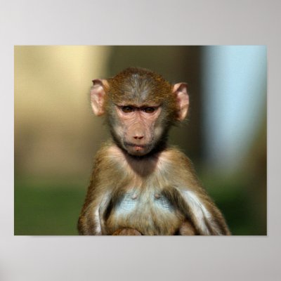 Cute Baby Posters on Cheeky Monkey   Cute Baby Baboon Poster   Print By Digital Wallpapers