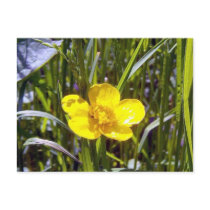 Cheer Up Buttercup Postcard