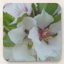 Cheerful Apple Blossom Coaster