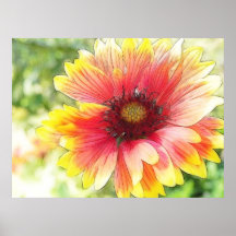 Cheerful Blanket Flower Bloom Poster