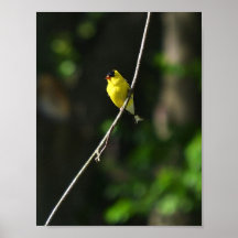 Cheerful Goldfinch poster