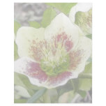 Cheerful Hellebores In The Spring Garden Customized Letterhead