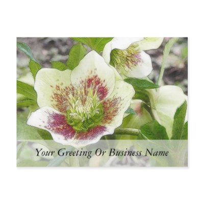 Cheerful Hellebores In The Spring Garden Postcard by Pretty_World