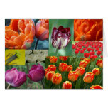 cheerful spring colours cards