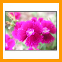 Cheerfully Pink posters
