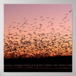 CheerySunset Print