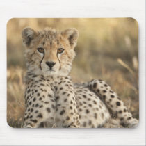 Cheetah, Acinonyx jubatus, cub laying downin mousepads