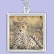 Cheetah, Acinonyx jubatus, cub laying downin necklaces
