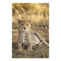 Cheetah, Acinonyx jubatus, cub laying downin