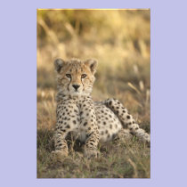 Cheetah, Acinonyx jubatus, cub laying downin photography