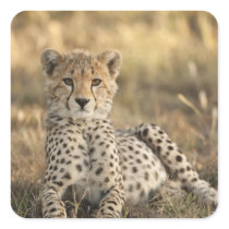 Cheetah, Acinonyx jubatus, cub laying downin Sticker
