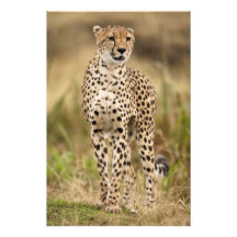 Cheetah, Acinonyx jubatus, in the Masai Mara Photographic Print