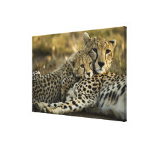 Cheetah, Acinonyx jubatus, with cub in the Masai 2 Canvas Prints