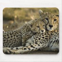 Cheetah, Acinonyx jubatus, with cub in the Masai 2 Mousepads