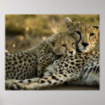 Cheetah, Acinonyx jubatus, with cub in the Masai 2 Poster