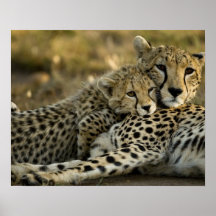 Cheetah, Acinonyx jubatus, with cub in the Masai 2 Poster