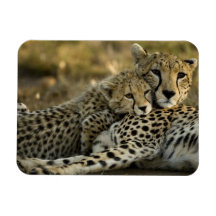 Cheetah, Acinonyx jubatus, with cub in the Masai 2 Flexible Magnets