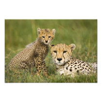 Cheetah, Acinonyx jubatus, with cub in the