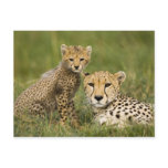 Cheetah, Acinonyx jubatus, with cub in the Postcard