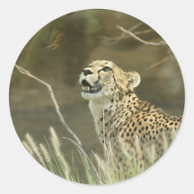 CHEETAH AND BUTTERFLY ROUND STICKER