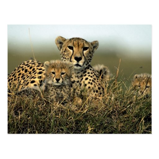 Cheetah and Cub Postcards