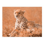 Cheetah and cub wildlife art post card