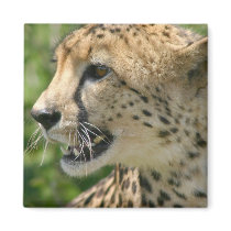 Cheetah Attack Square Magnet