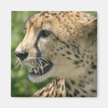 Cheetah Attack Square Magnet