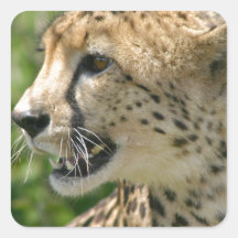 Cheetah Attack Stickers