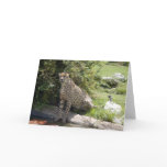 cheetah-b-5 card