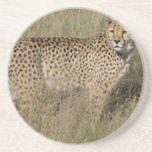Cheetah Beverage Coaster
