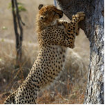 Cheetah Climbing On Tree Photo Cutout