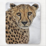 Cheetah Close-Up Mousepad