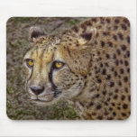 Cheetah Close-Up Mousepad