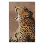 Cheetah could scare a lion stationery paper